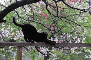 Stretching_black_cat_on_a_railing_and_cherry_blossom_trees-Hisashi-01